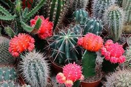 Výstava kaktusů a sukulentů